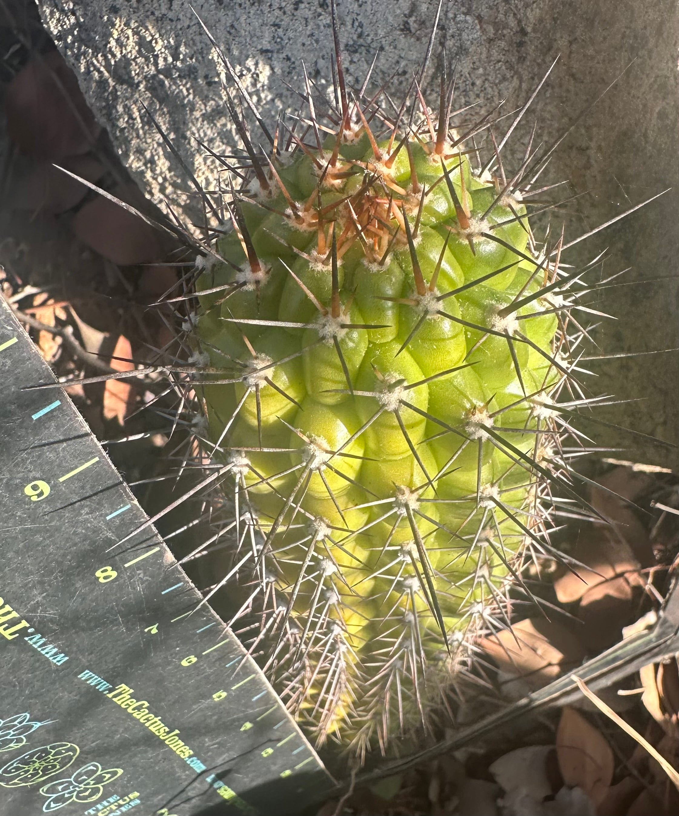 Thelogonus — Chonky 10” Pup