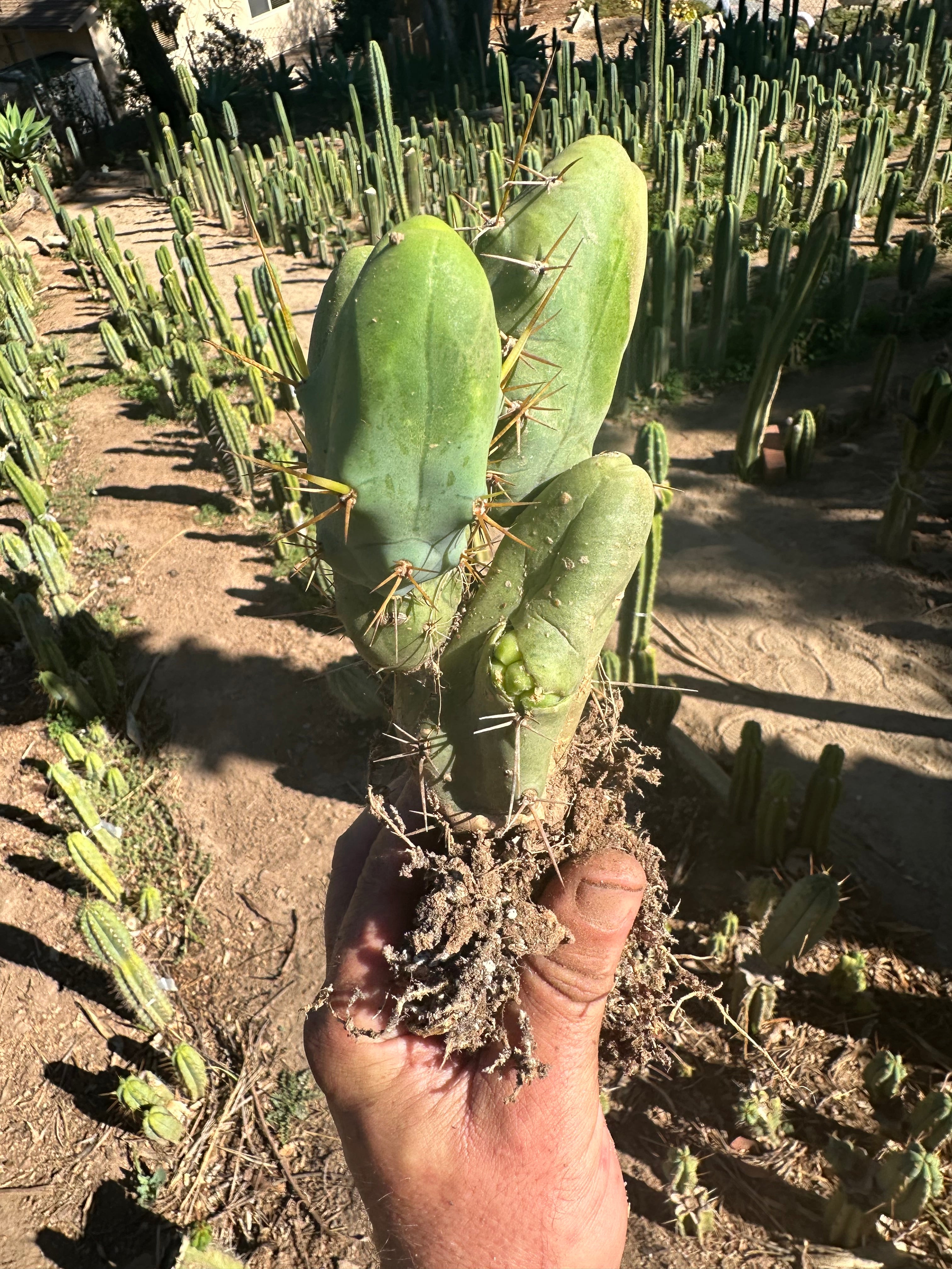 👑🌶️🌶️  TBM  — Rooted Cluster #1
