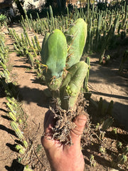 👑🌶️🌶️  TBM  — Rooted Cluster #1