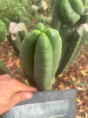 💎👑🌶️ Ferah — Another 8” FourWang Tip