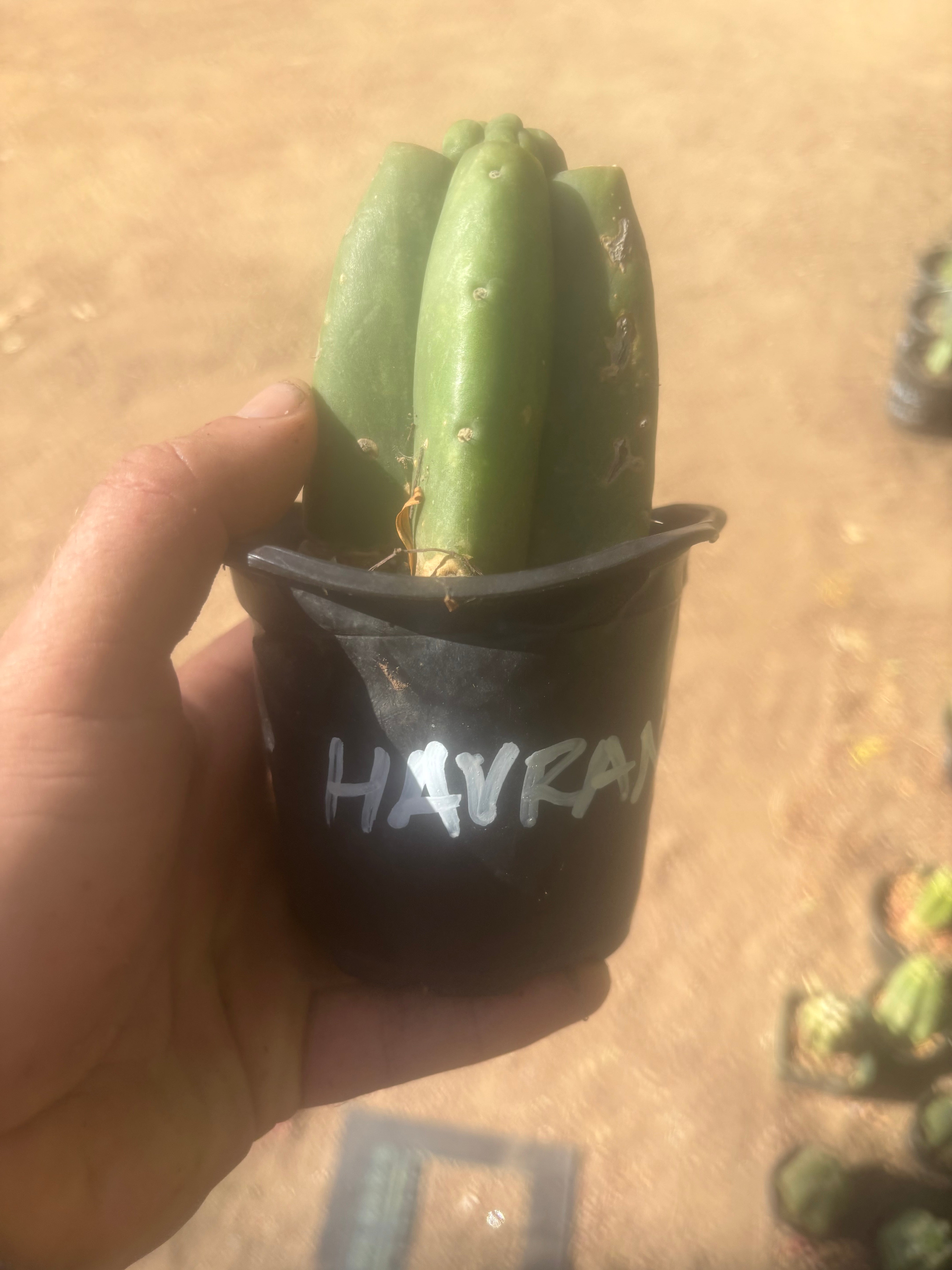 💎👑💎 Havran — Pup Grafts on Rooted Pierre (Inventory Listing)