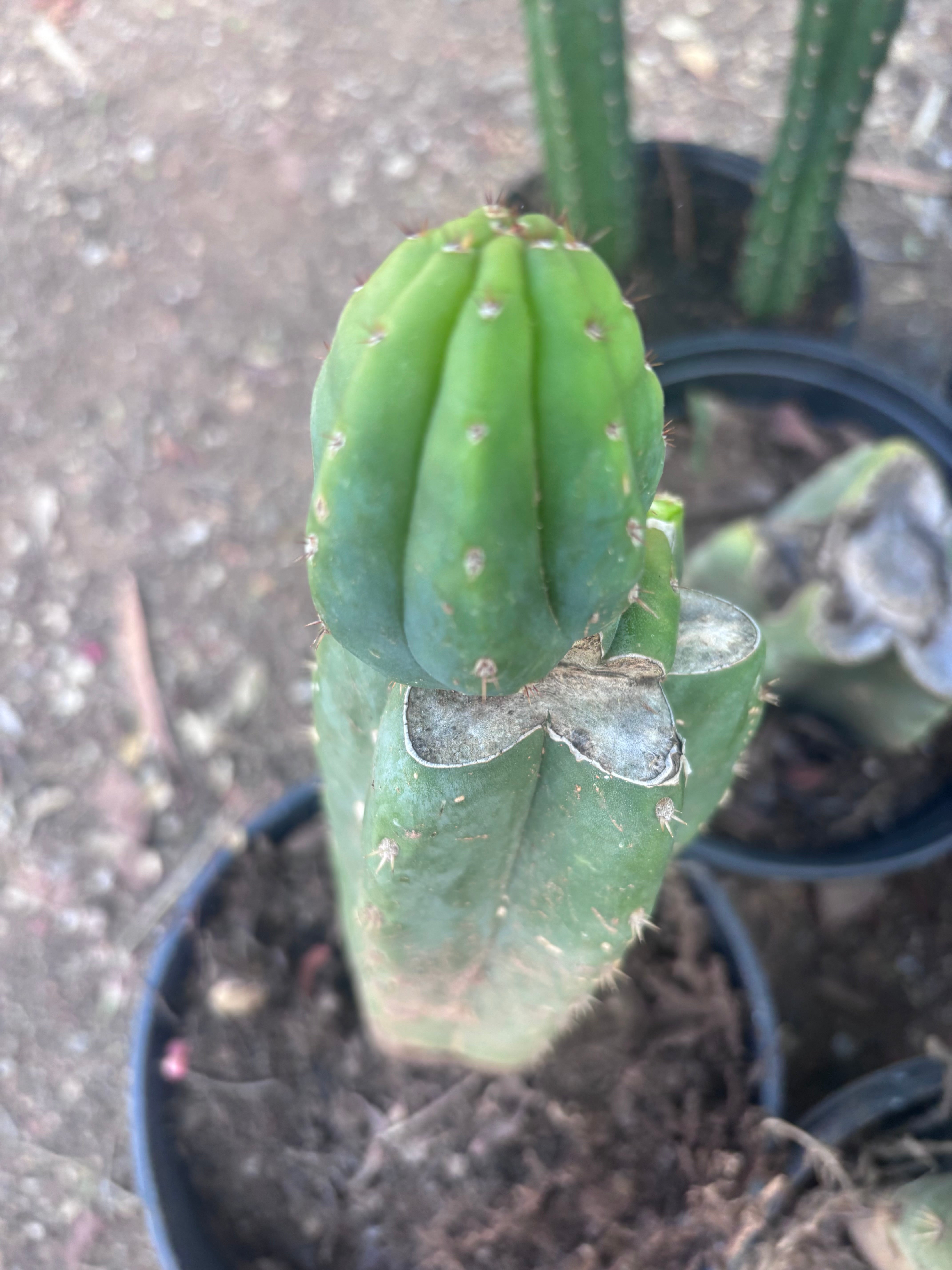 👑🌶️🌶️ KR04 — Rooted Slab Graft w/ Pup