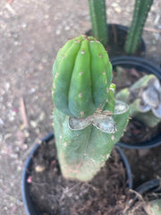 👑🌶️🌶️ KR04 — Rooted Slab Graft w/ Pup