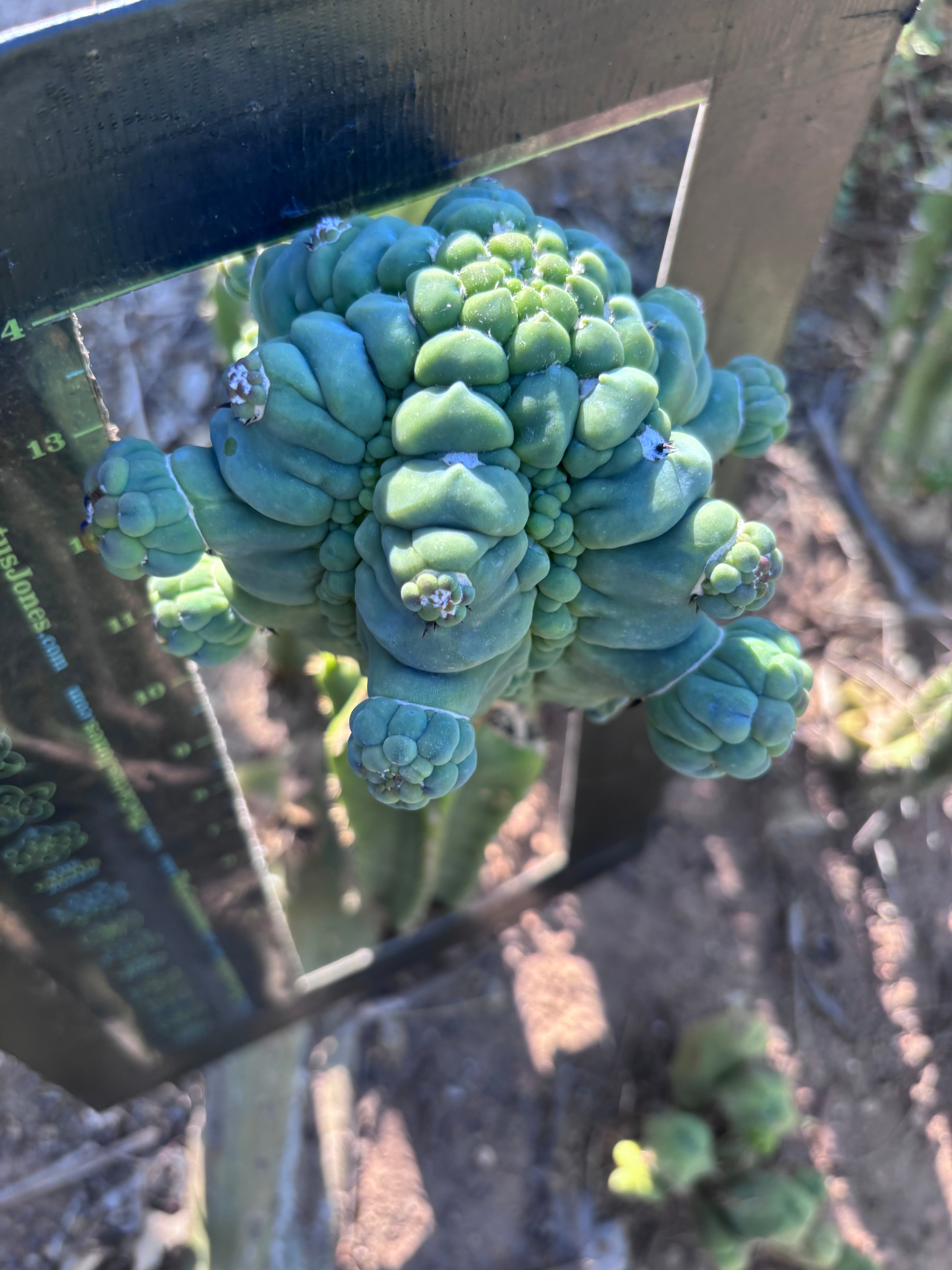 👑💎 Glorp — XXL Graft with 10+ Pups