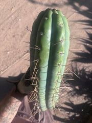 🌶️ SS02 x Kimura’s Spiny Giant  — Another Massive 16” Tip