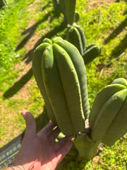 👑🌶️ Zulk — FAT 11” Pup