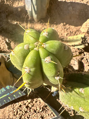 👑 T.Maranonensis — Fat Grenade Pup