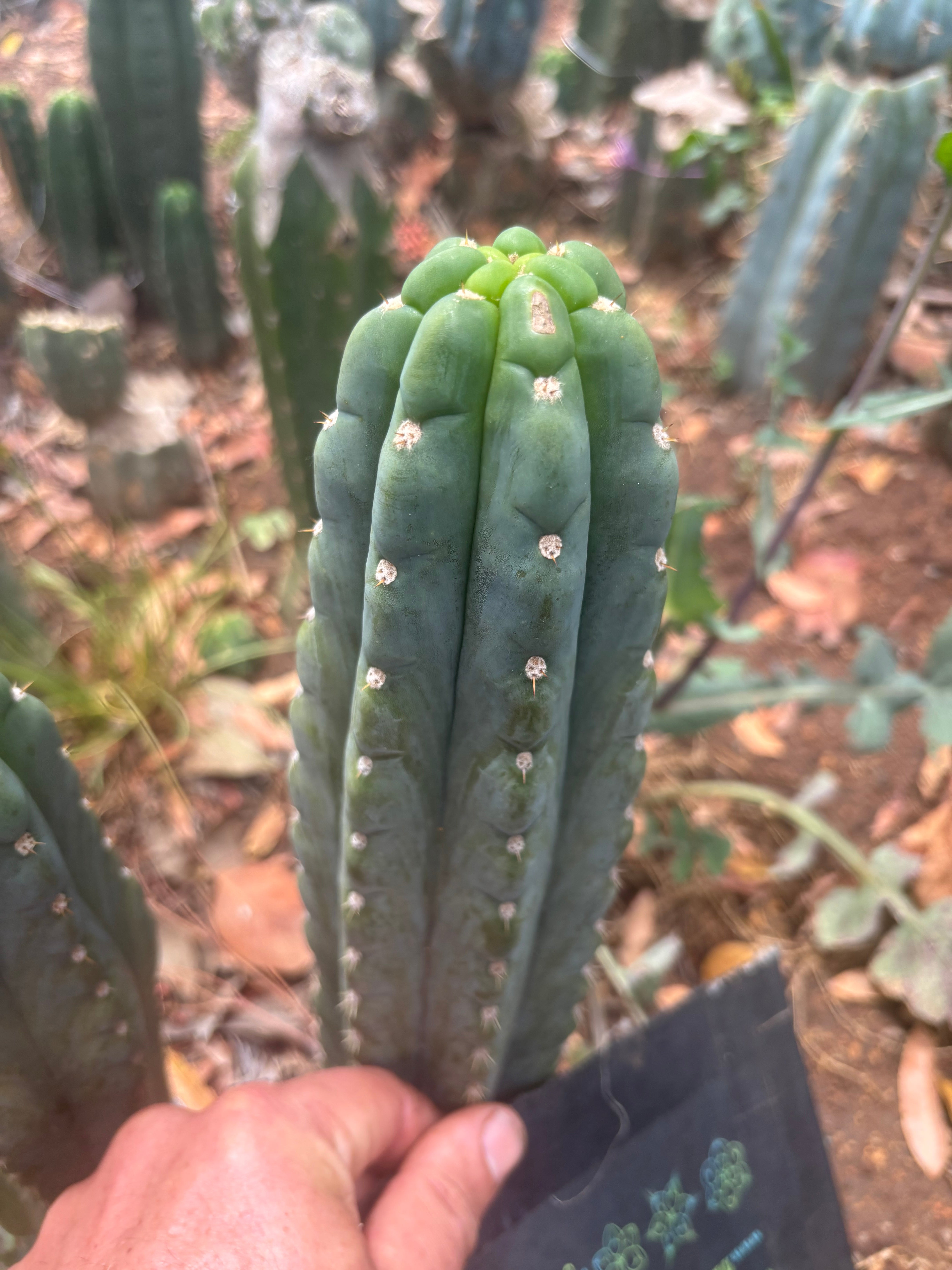👑🌶️  Ichoca — 8” Tip