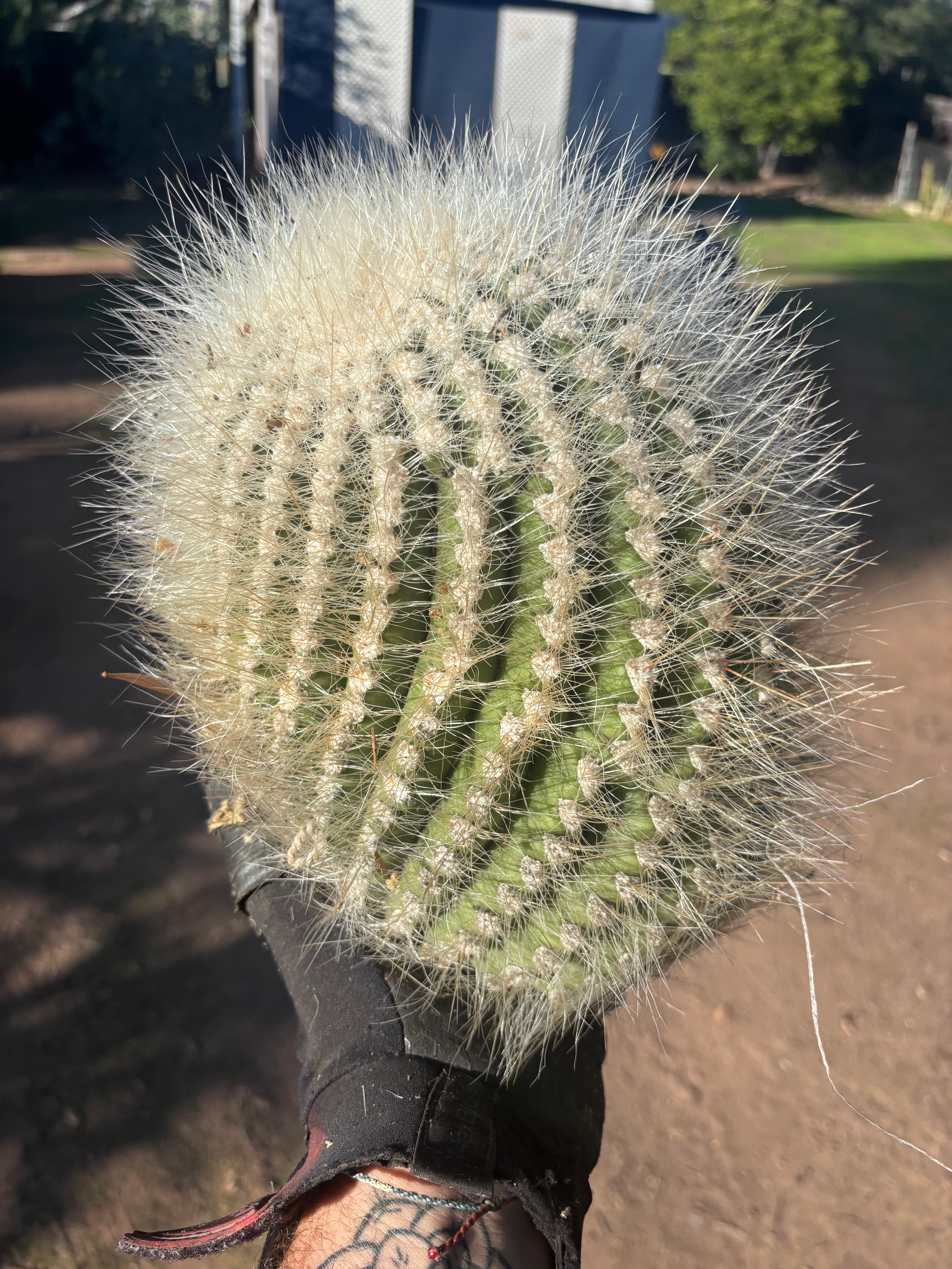 💎 T. Atacamensis — 12” x 9” Fur Melon