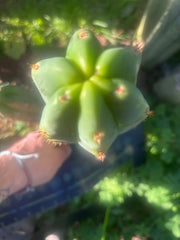 🌶️🌶️ NoidTwo — 11” Pup