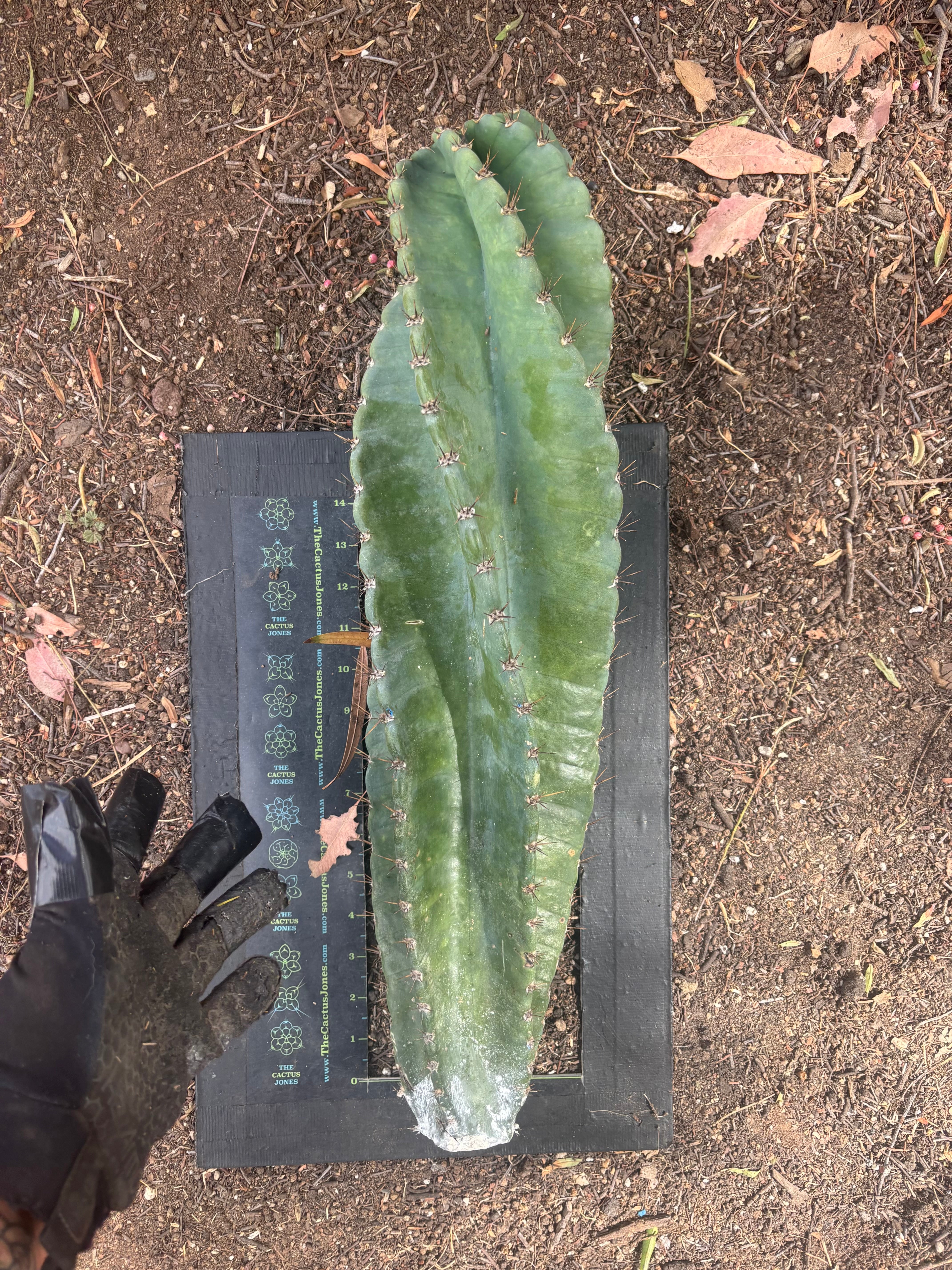 💎🌀 A Cereus Tornado  — XXL 21” Pup