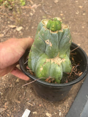 💎👑💎 Havran — Pup Graft on Rooted Shine01