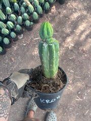 👑🌶️🌶️ KR04 — Rooted Slab Graft w/ Pup