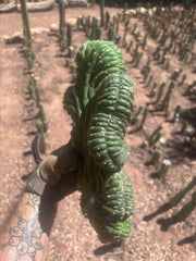 💎👑 TPMC — Large Crests (3)