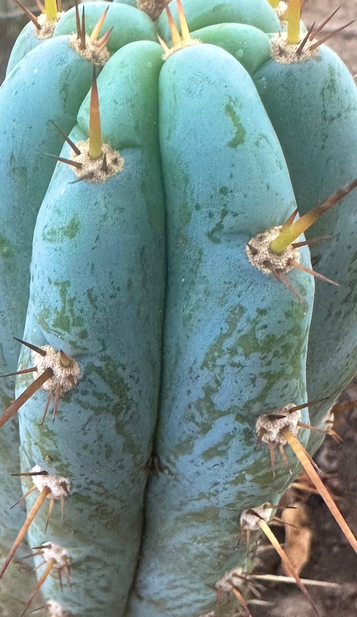 👑💎 Len — 9” Tip