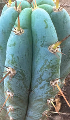 👑💎 Len — 9” Tip