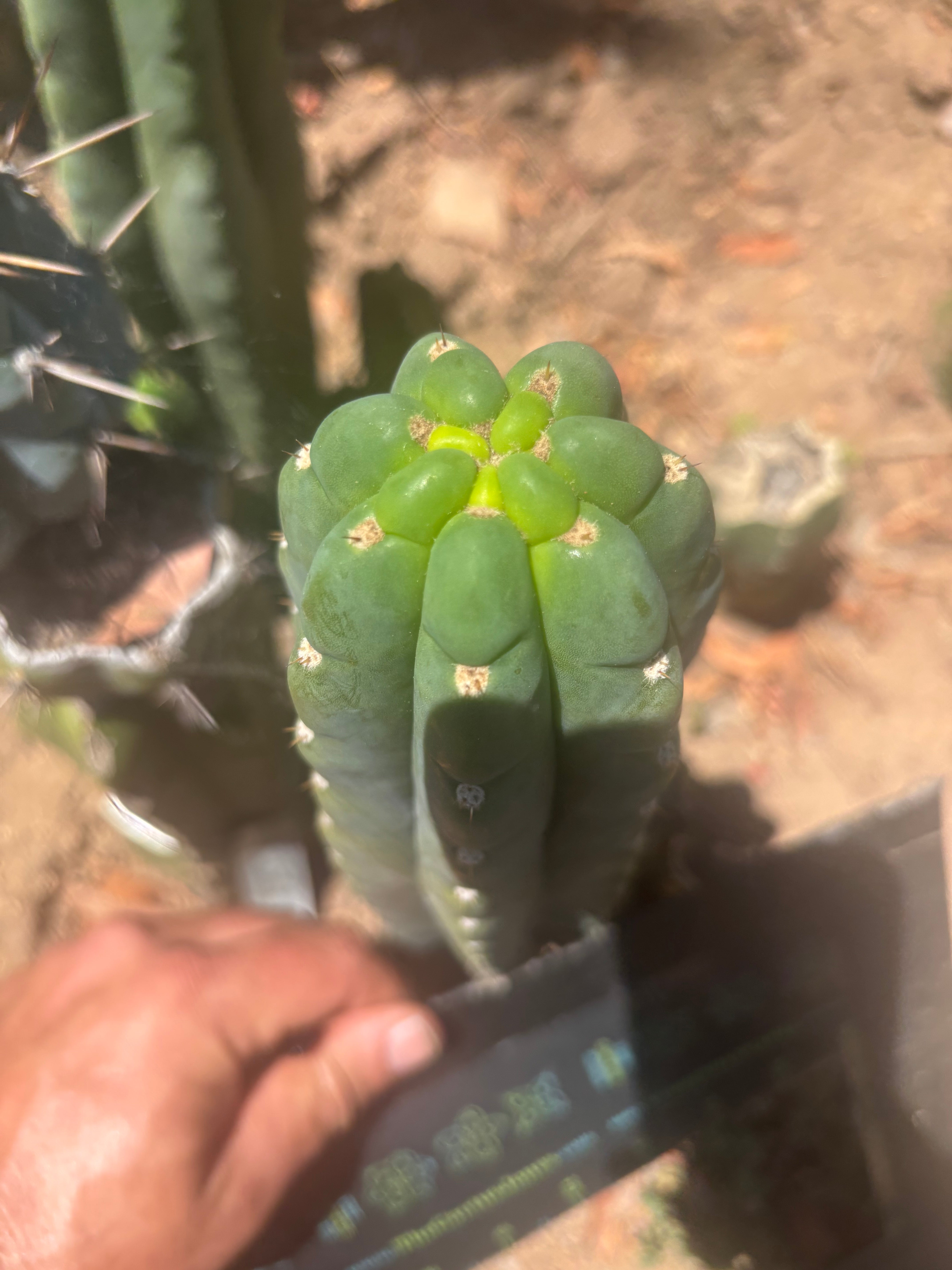 👑🌶️  Ichoca — 8” Tip