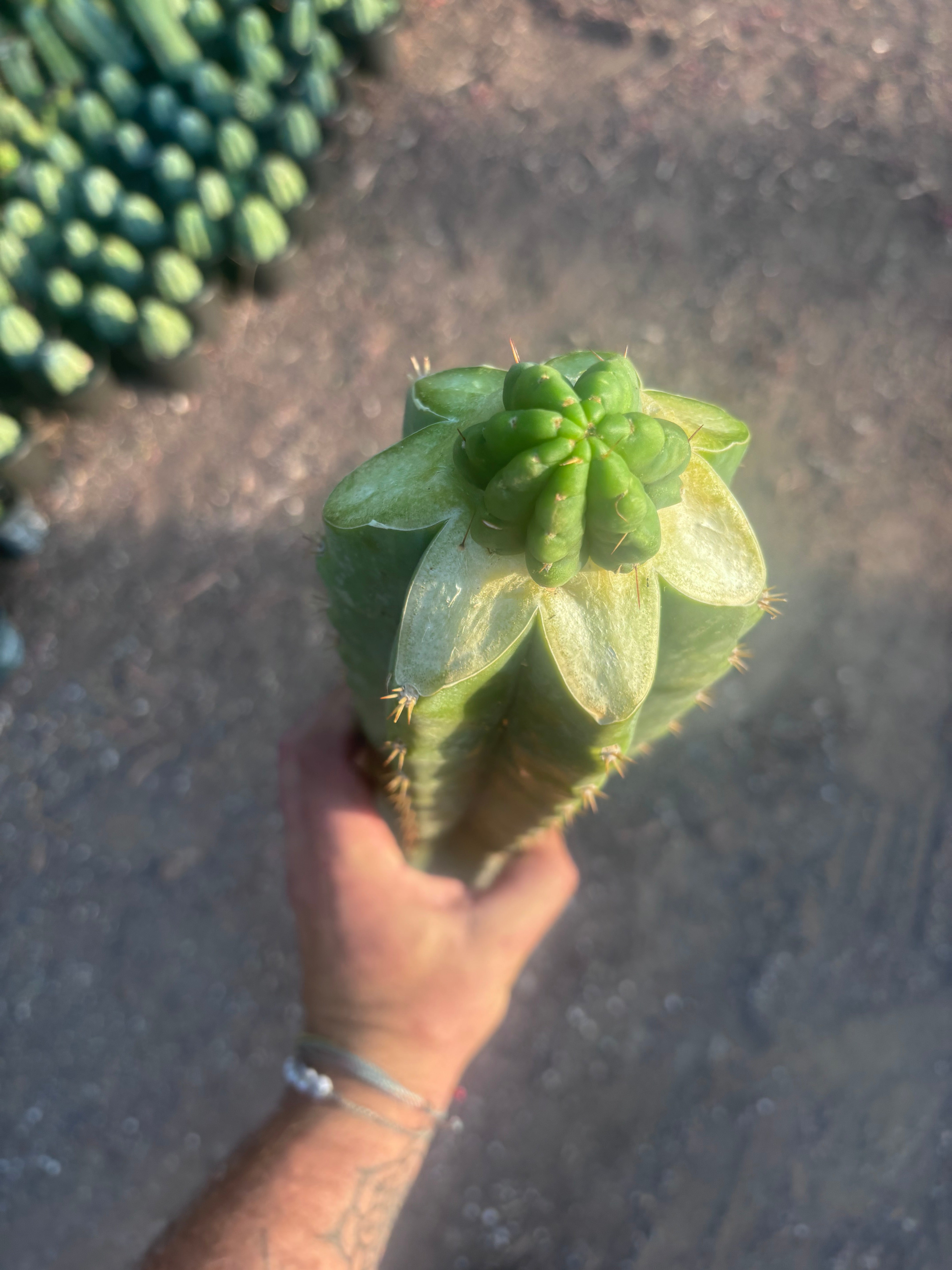 💎👑💎 Havran — Graft on Massive XL Stock