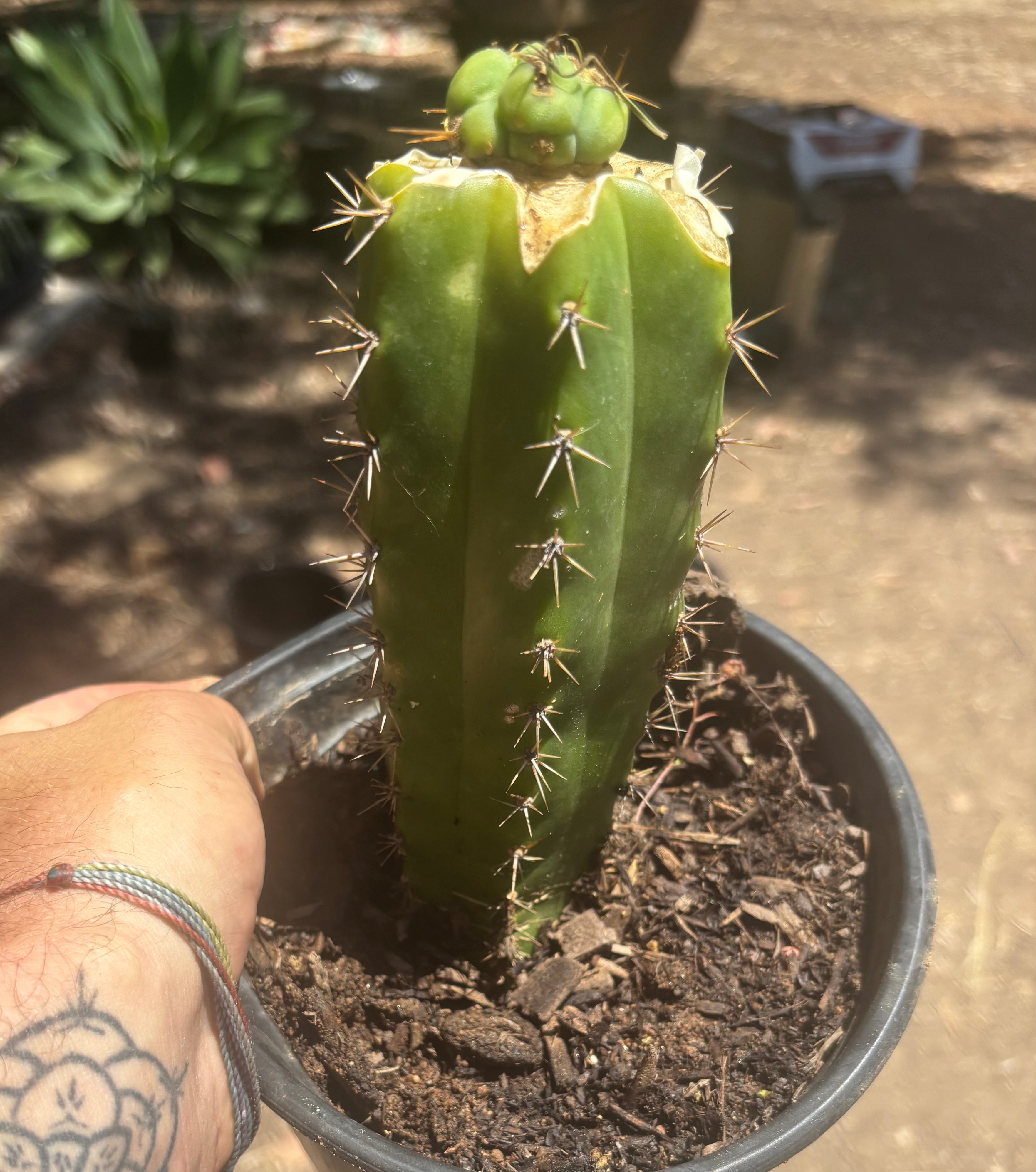 💎🌶️🌶️ NOM — Pup Graft On Seed Grown Rooted Stock
