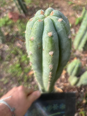 👑🌶️ Brian’s Blue Skies — 10” Tip