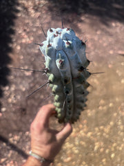 Stenocereus Beneckei — 14” Tip