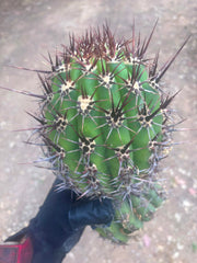 💎 Tacaquirensis — FAT 12” Tip