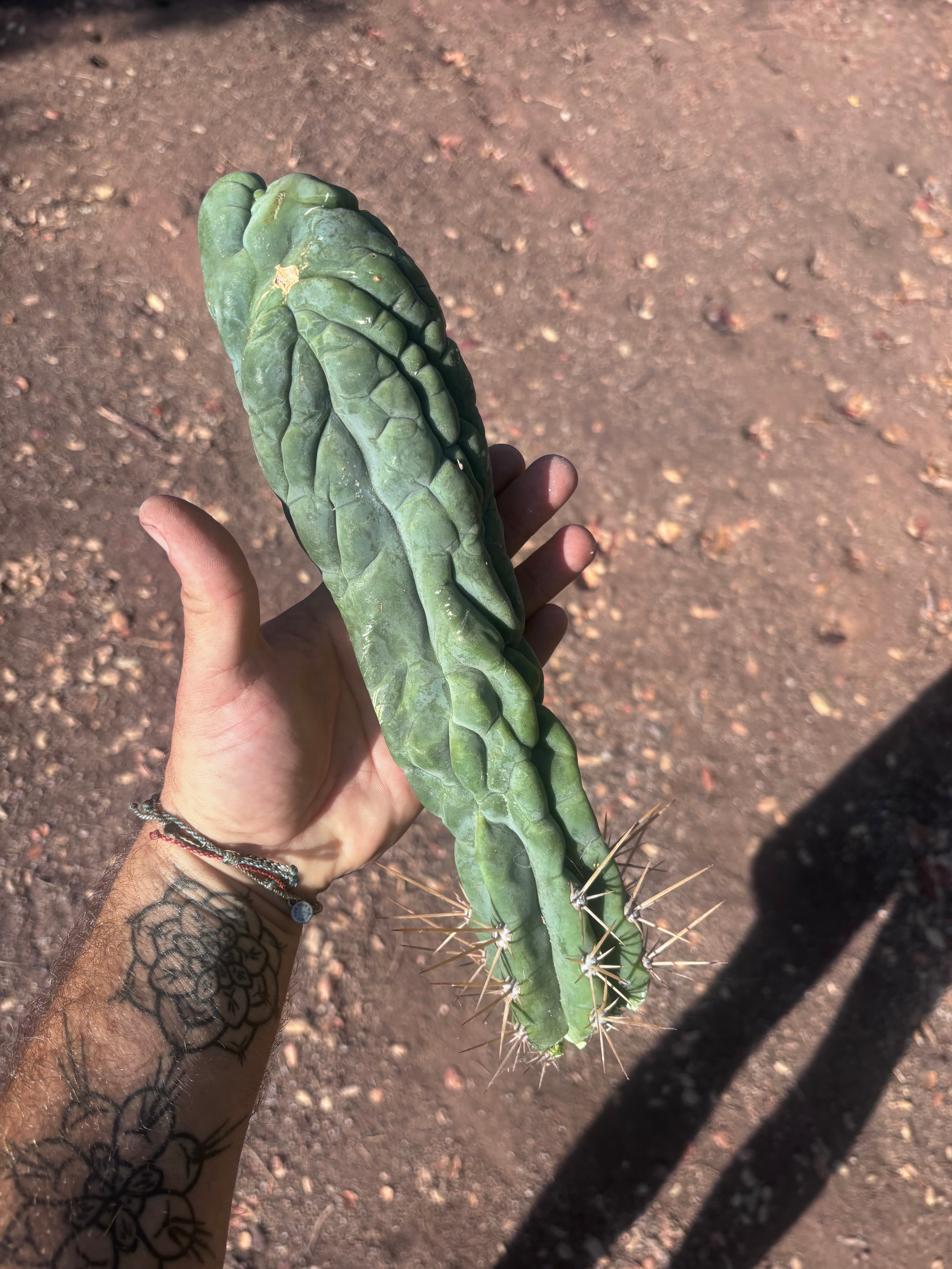 💎👑 Bruce’s Dragon — XL 13” Tip