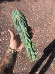 💎👑 Bruce’s Dragon — XL 13” Tip