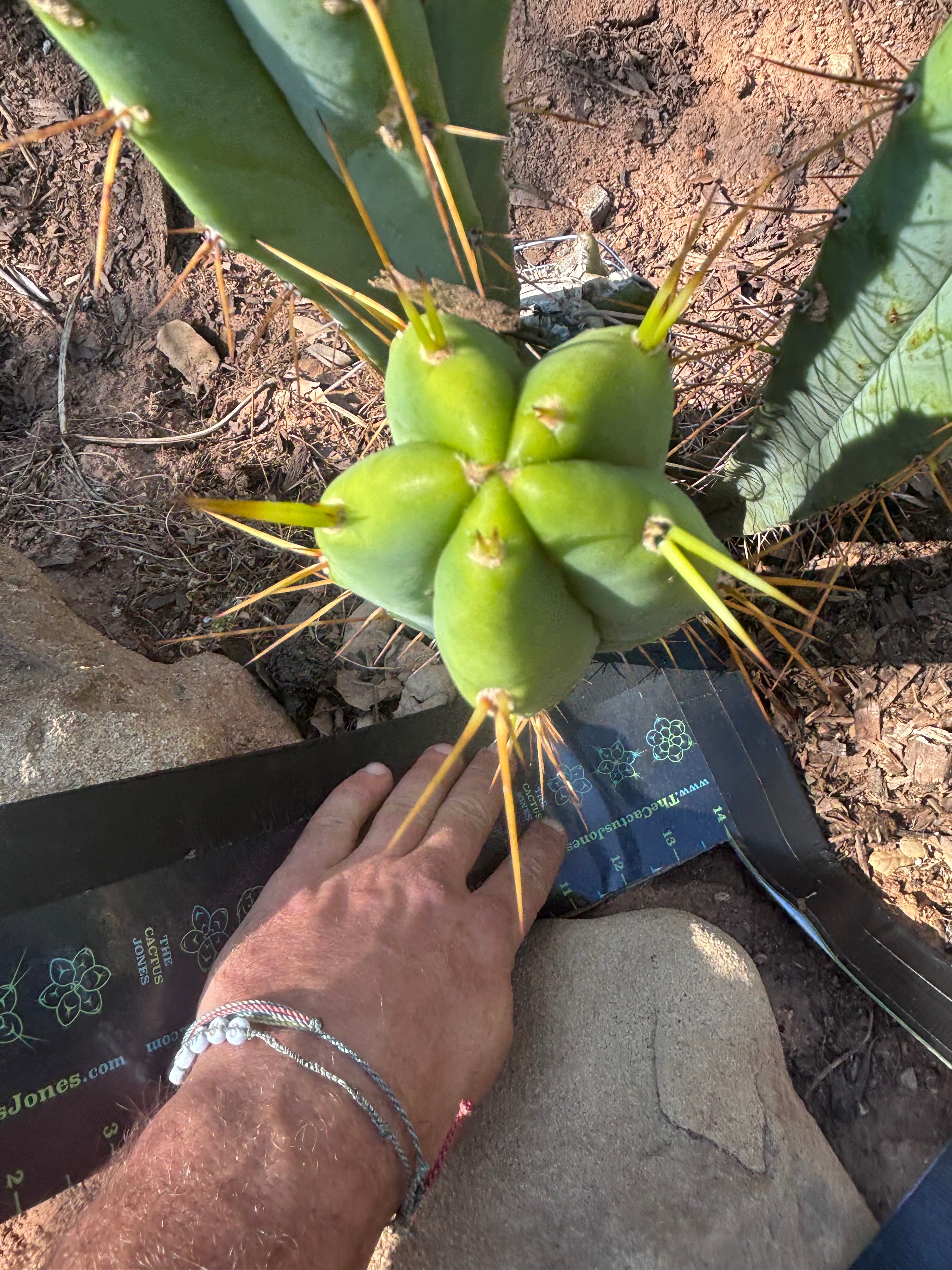 🌶️ 805 — 13” Pup