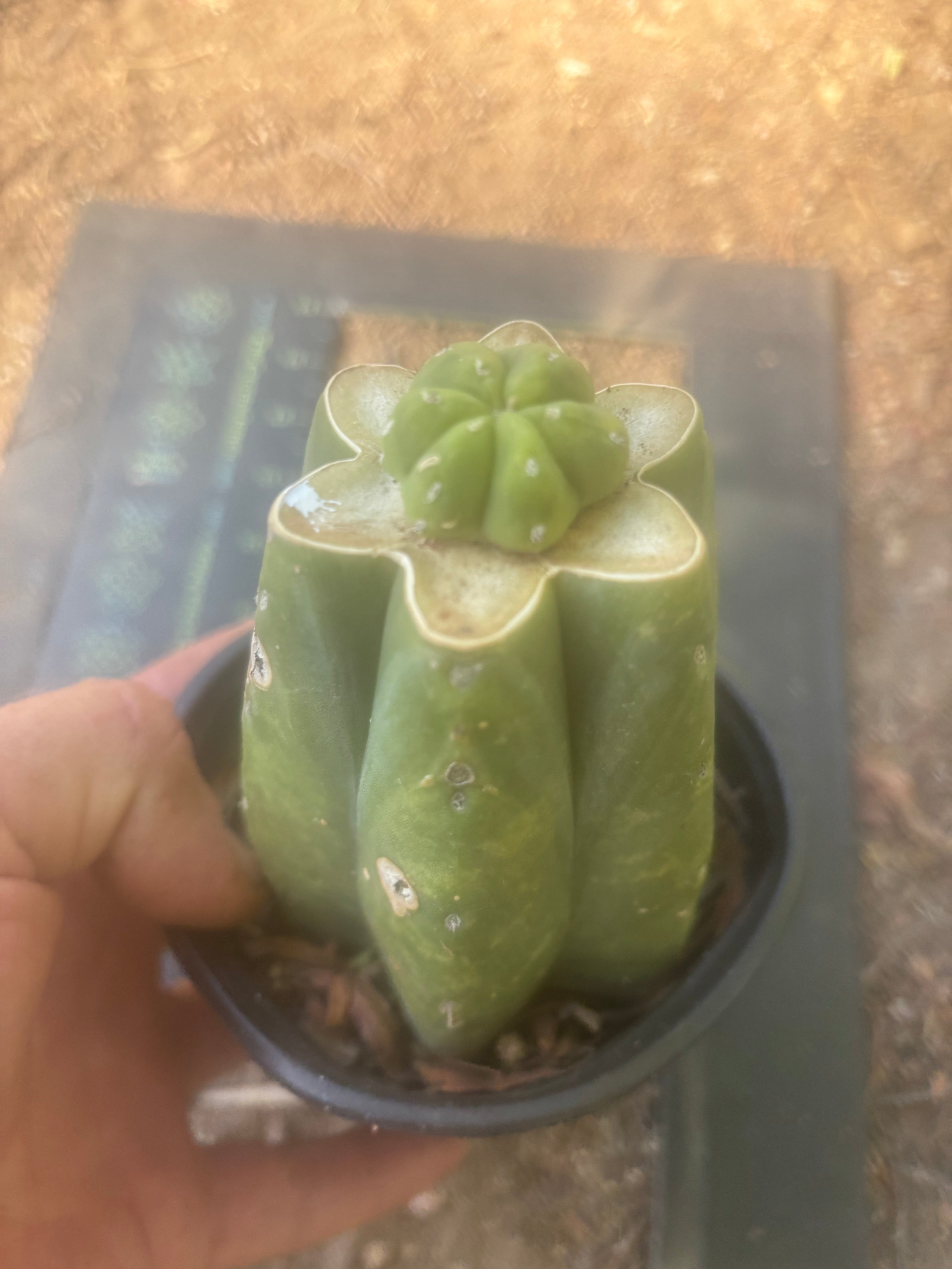 👑💎🌶️  CSD — Pup Graft on Rooted Pierre