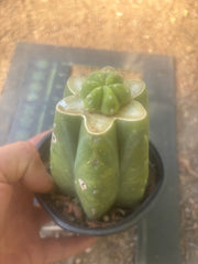 👑💎🌶️  CSD — Pup Graft on Rooted Pierre