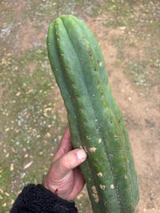 💎👑🌶️ Tom Juuls Giant  — XL 14” Tip
