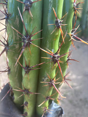 Tacaquirensis — Massive 16” Tip