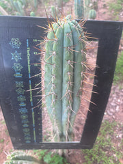 👑 SS01 — XL 15” Tip