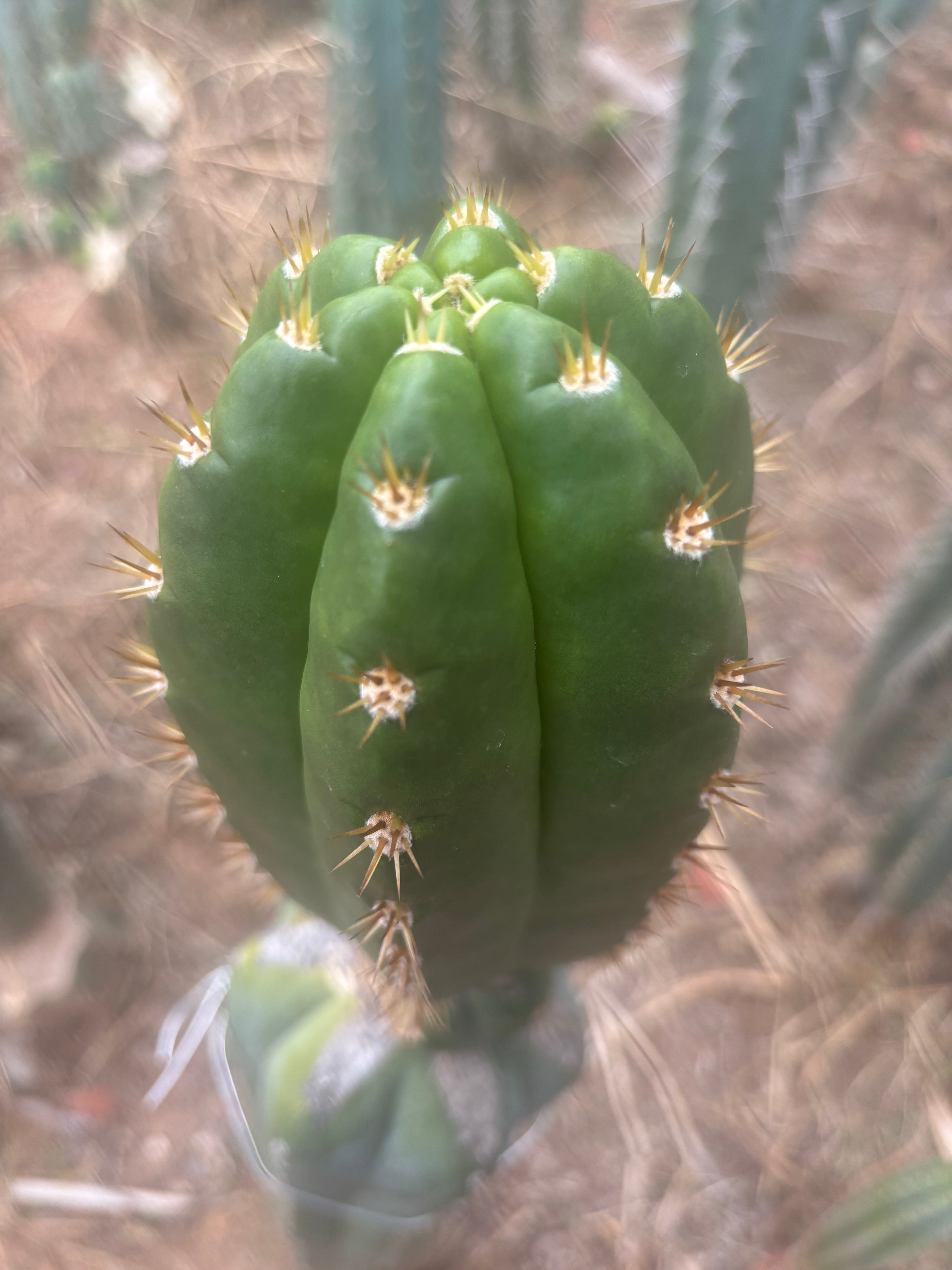 💎👑💎🌶️ CareBear — Chonky 5” Tip