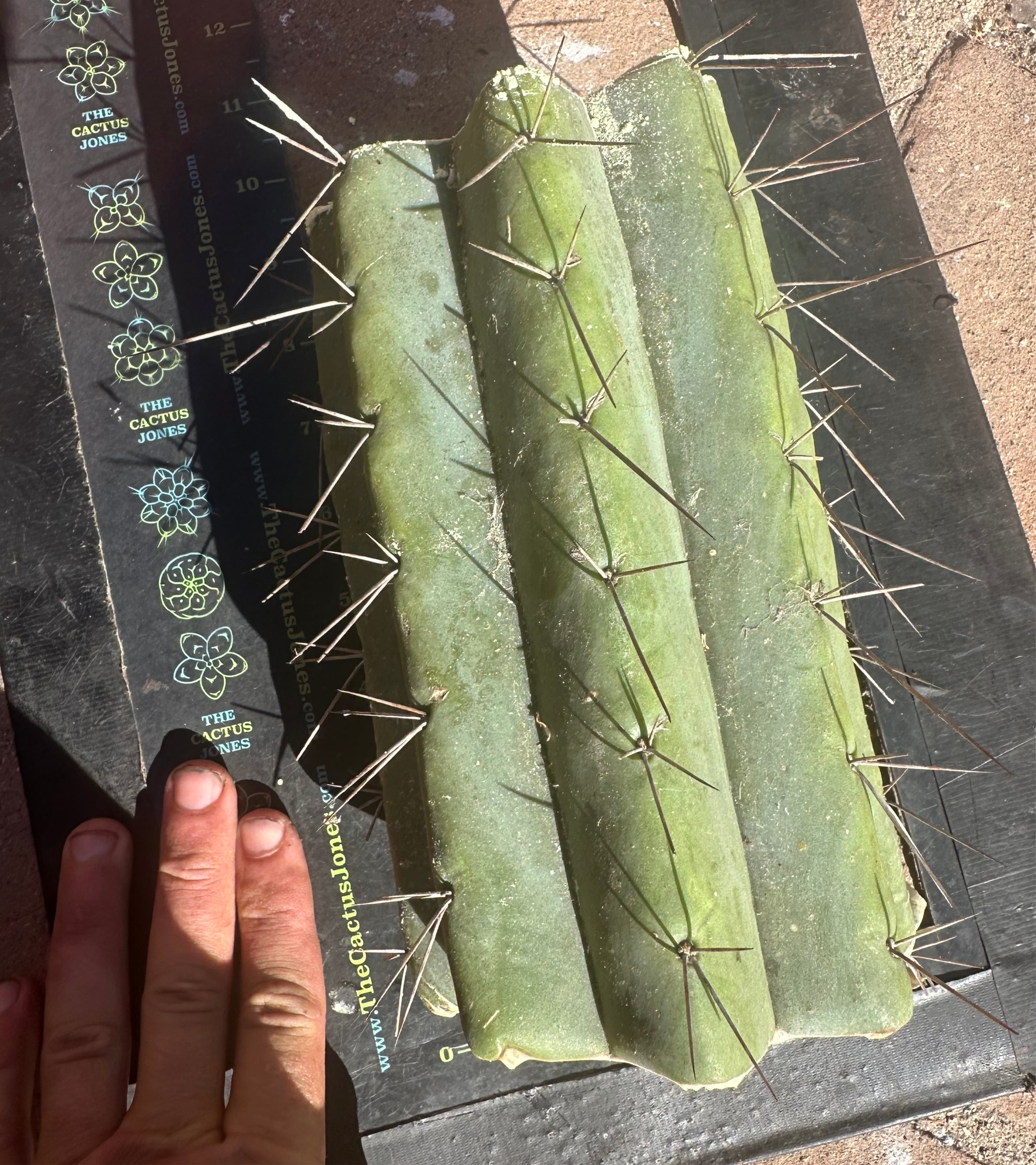 🌶️🌶️⚠️ E.R. — 9” Mega Mid (One More)