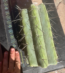 🌶️🌶️⚠️ E.R. — 9” Mega Mid (One More)