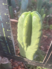 💎👑🌶️ Ferah — Chonky 8.5” Tip