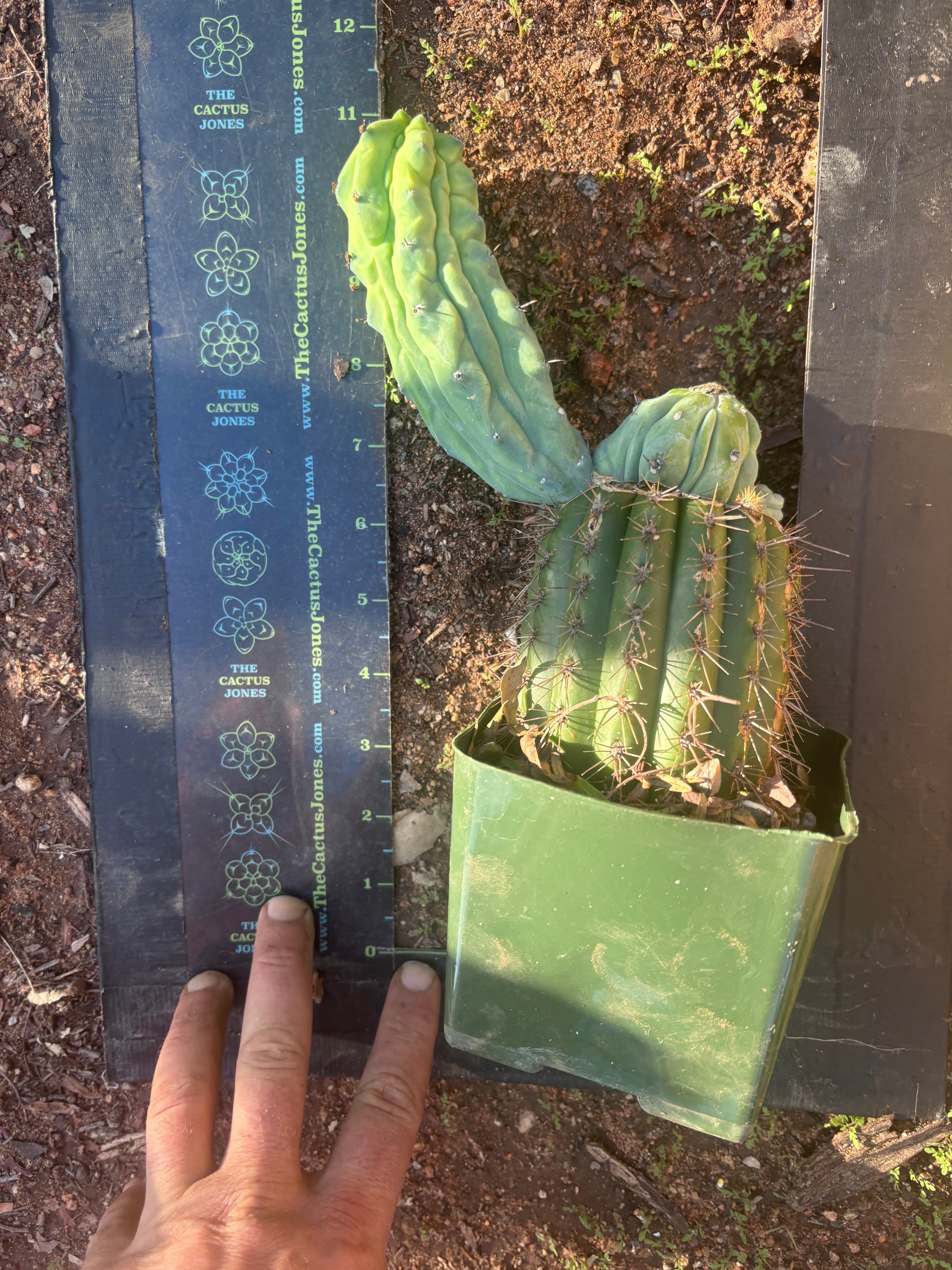 👑💎 Grecas — Rooted Graft with Pup