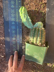 👑💎 Grecas — Rooted Graft with Pup