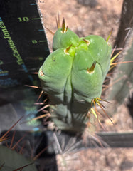 👑🌶️🌶️ Dulzura Wax — Fourwang 10” Pup