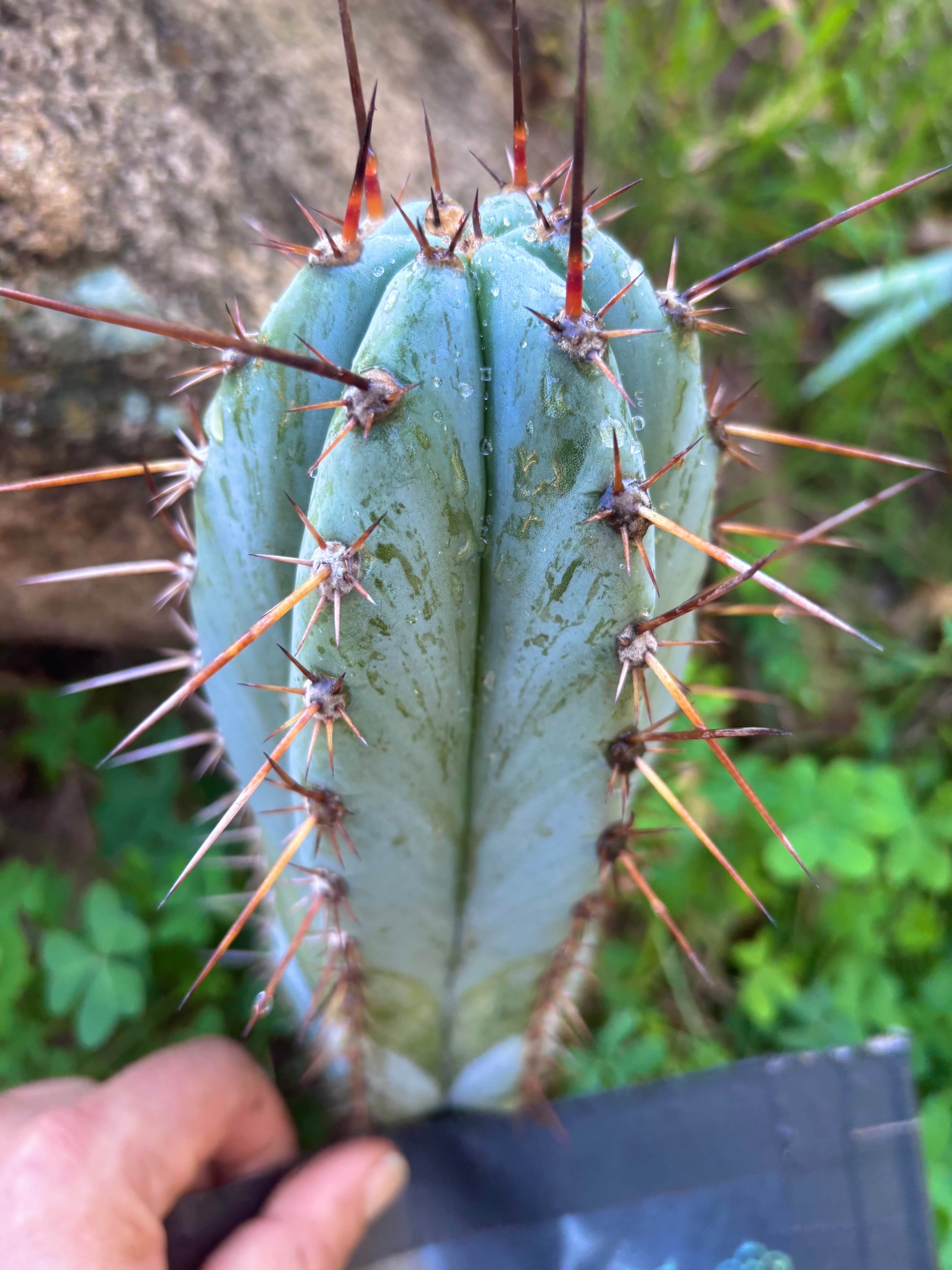 👑💎 BP03 “Pink Elephant” — 9” Tip