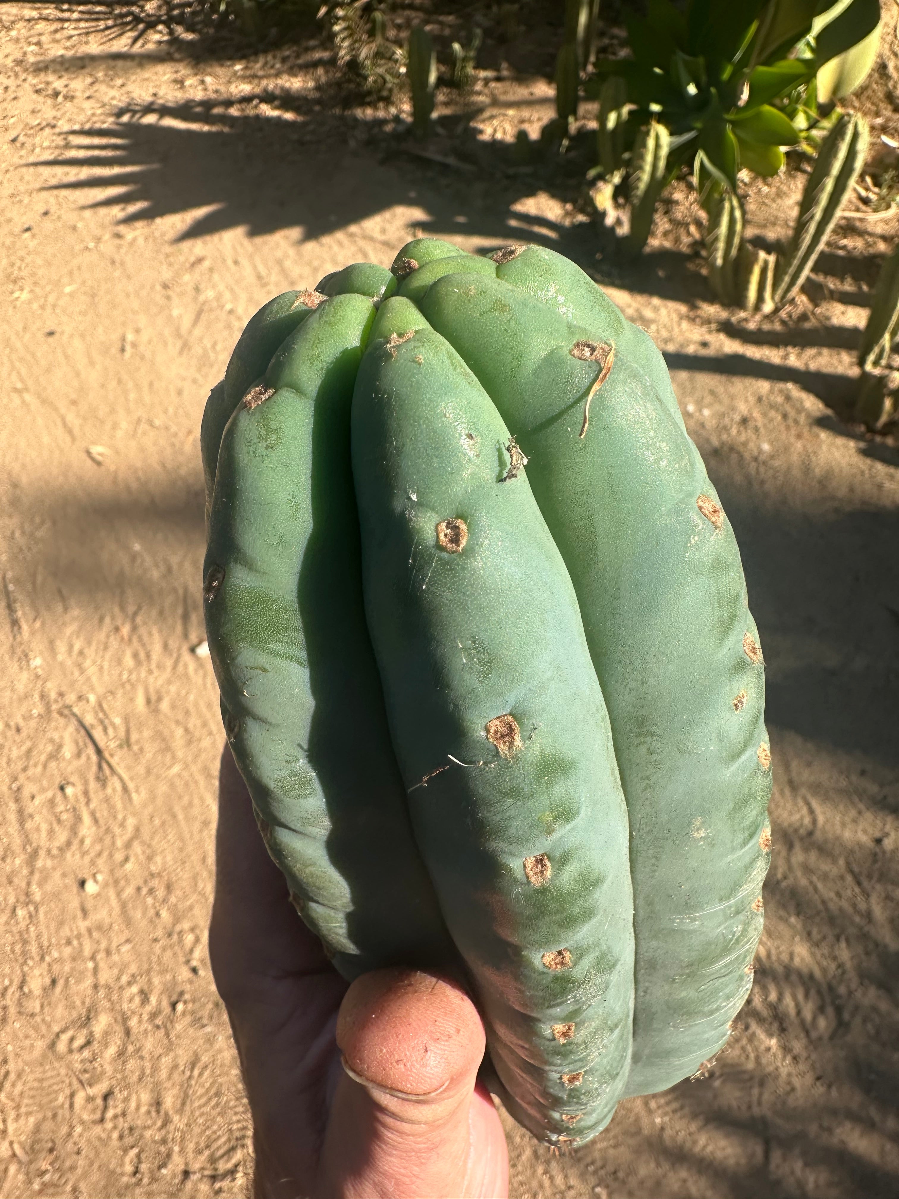 👑🌶️Jonesy02 — Fat 10” Melon Pup