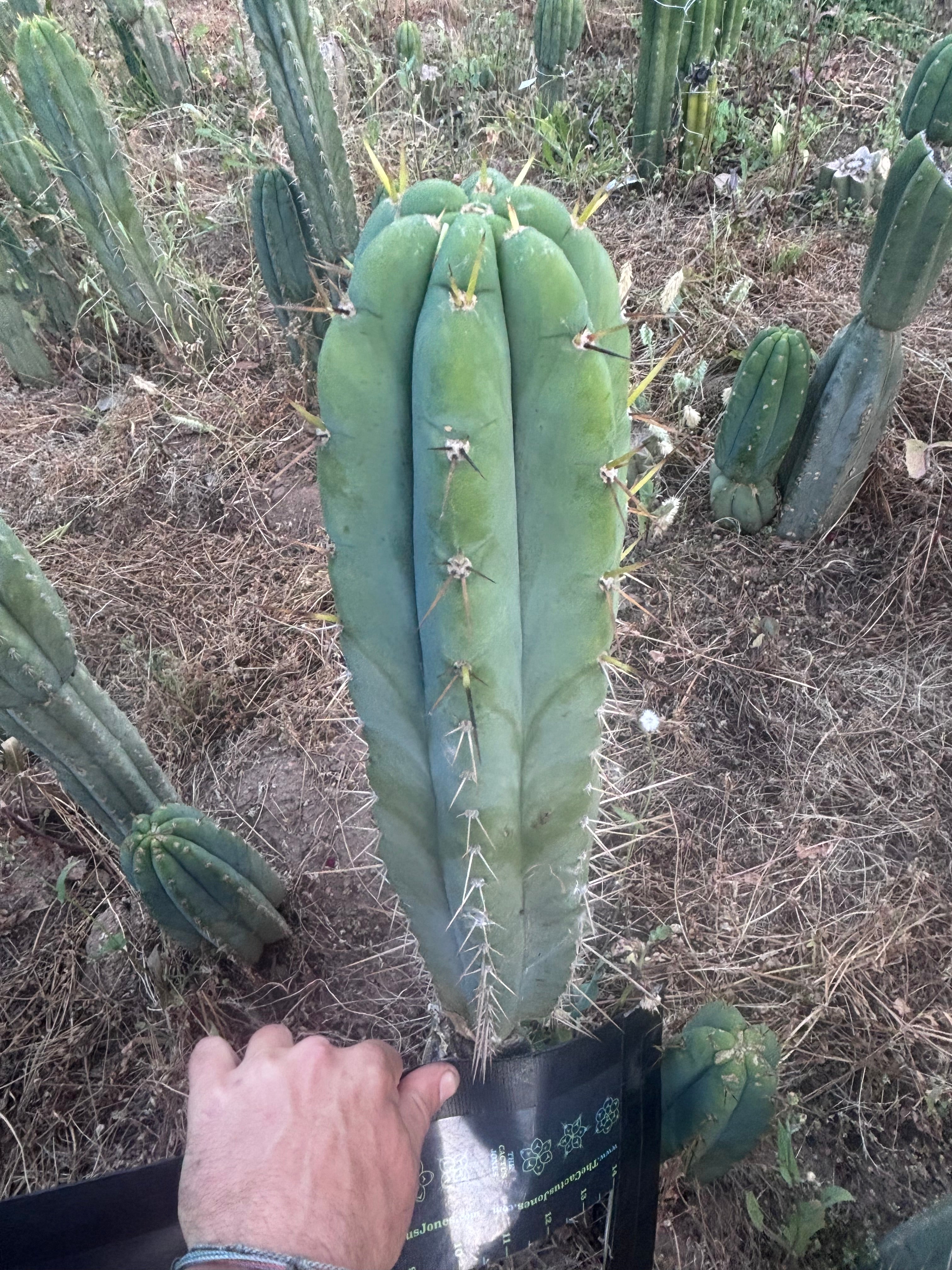 💎 SS Achuma x Colossus — XL 16” Pup