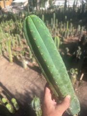 👑🌶️ Ventucky Blue — XL 17” Pups