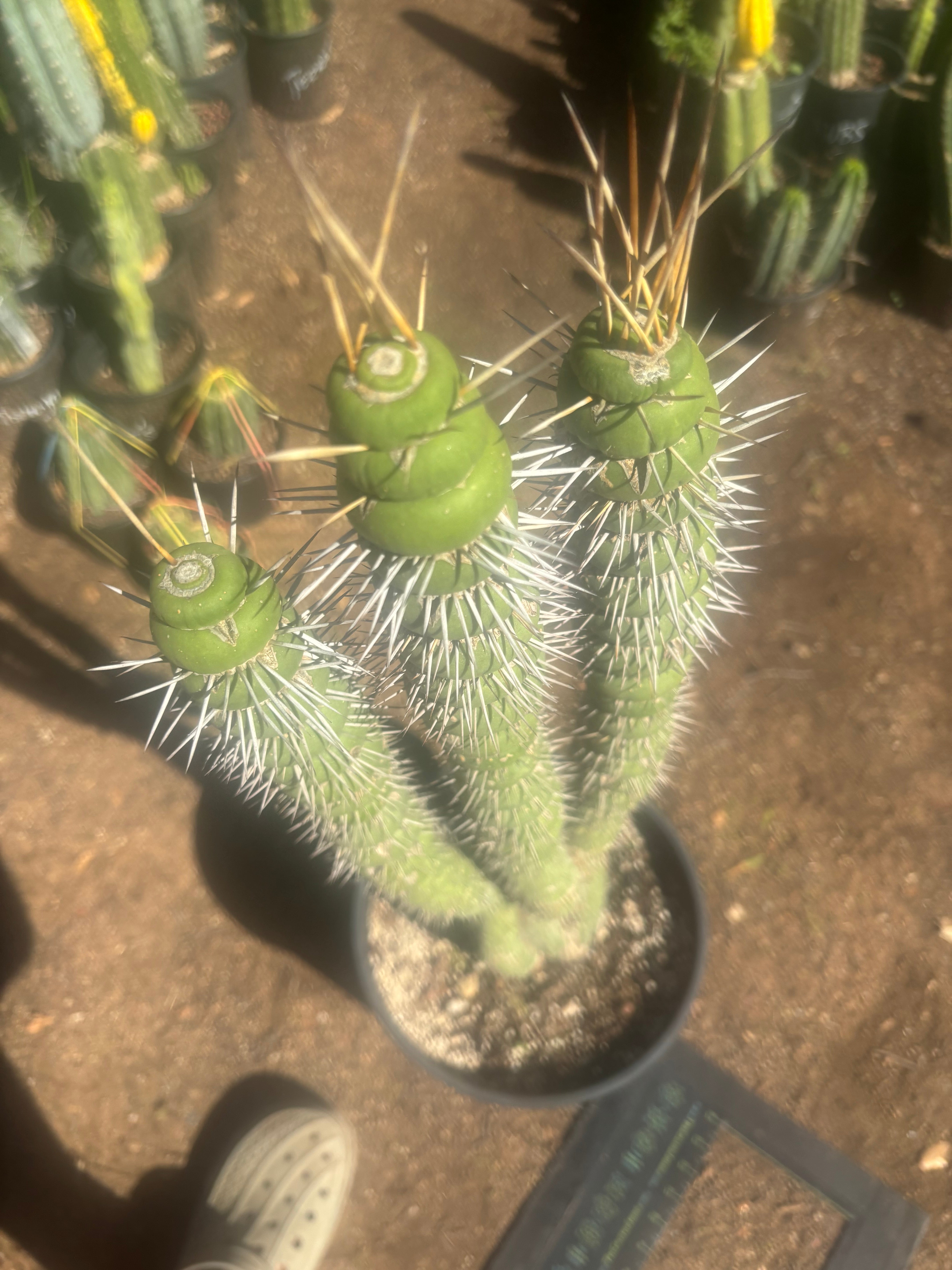 💎👑💎🦄 Varispiralis  — Stunning XL Tri-Column Rooted Showpiece