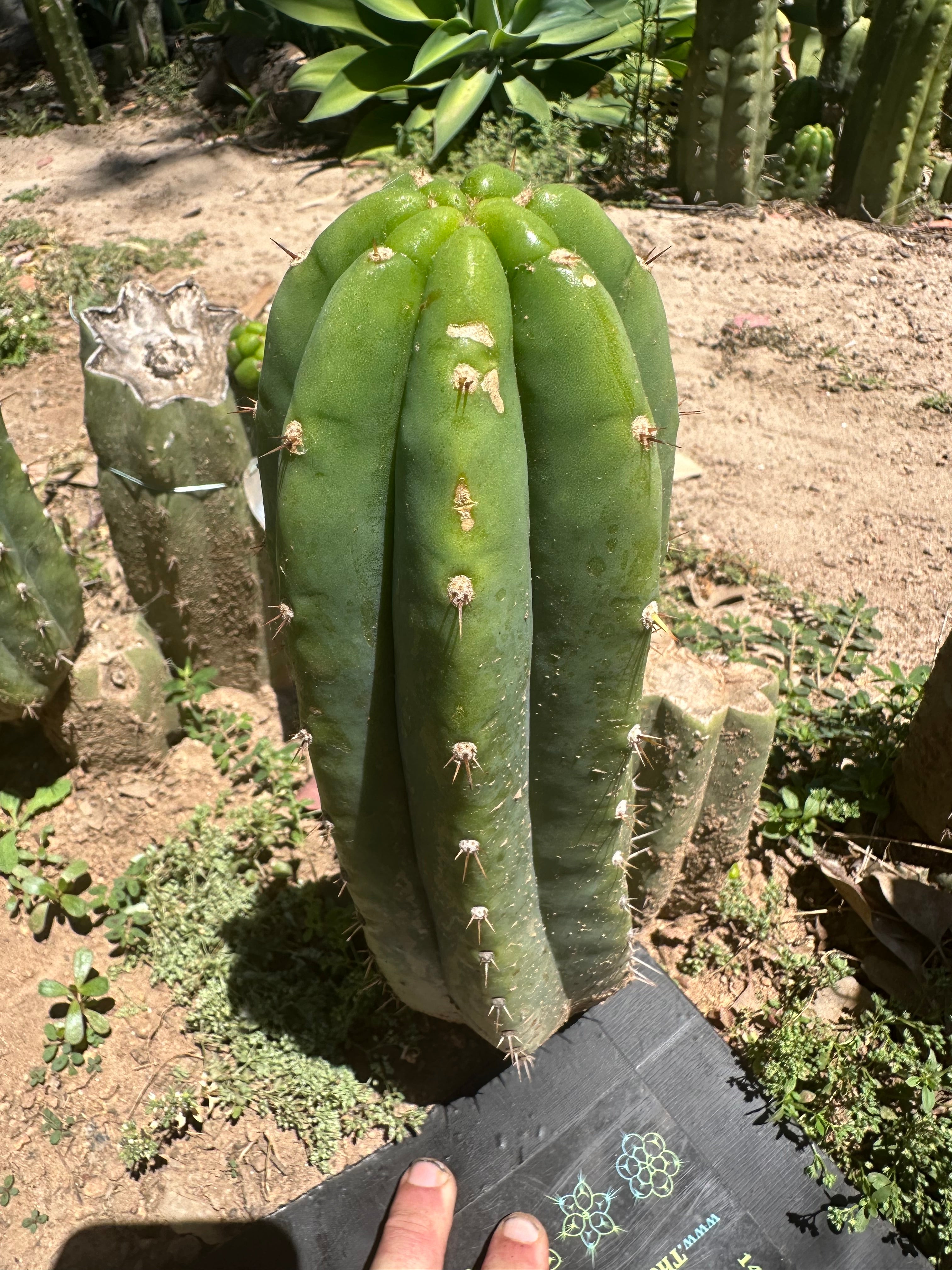 👑🌶️🌶️ Landfill — 11” Pup