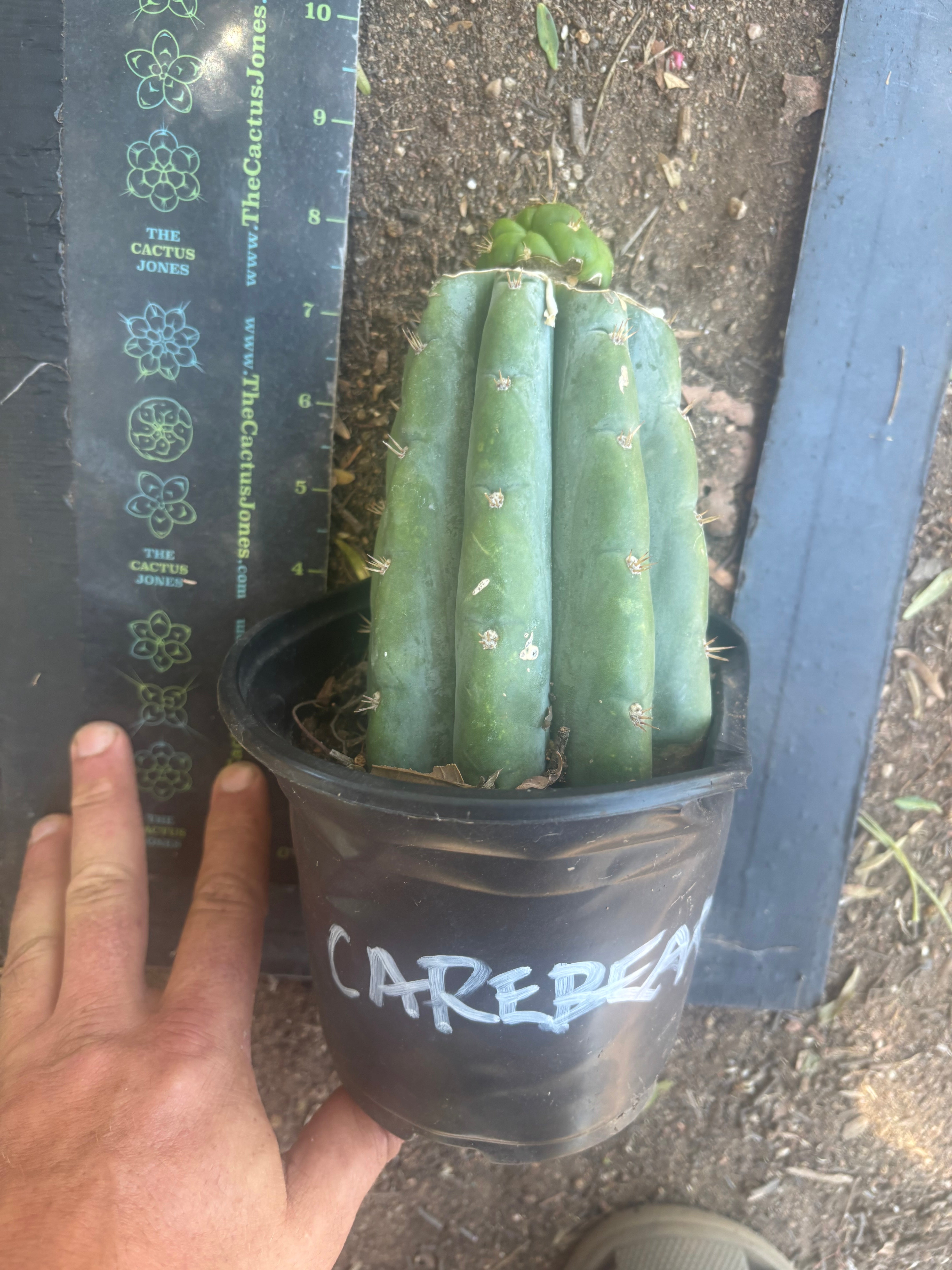 💎👑💎🌶️ CareBear — Graft on Rooted Shine01