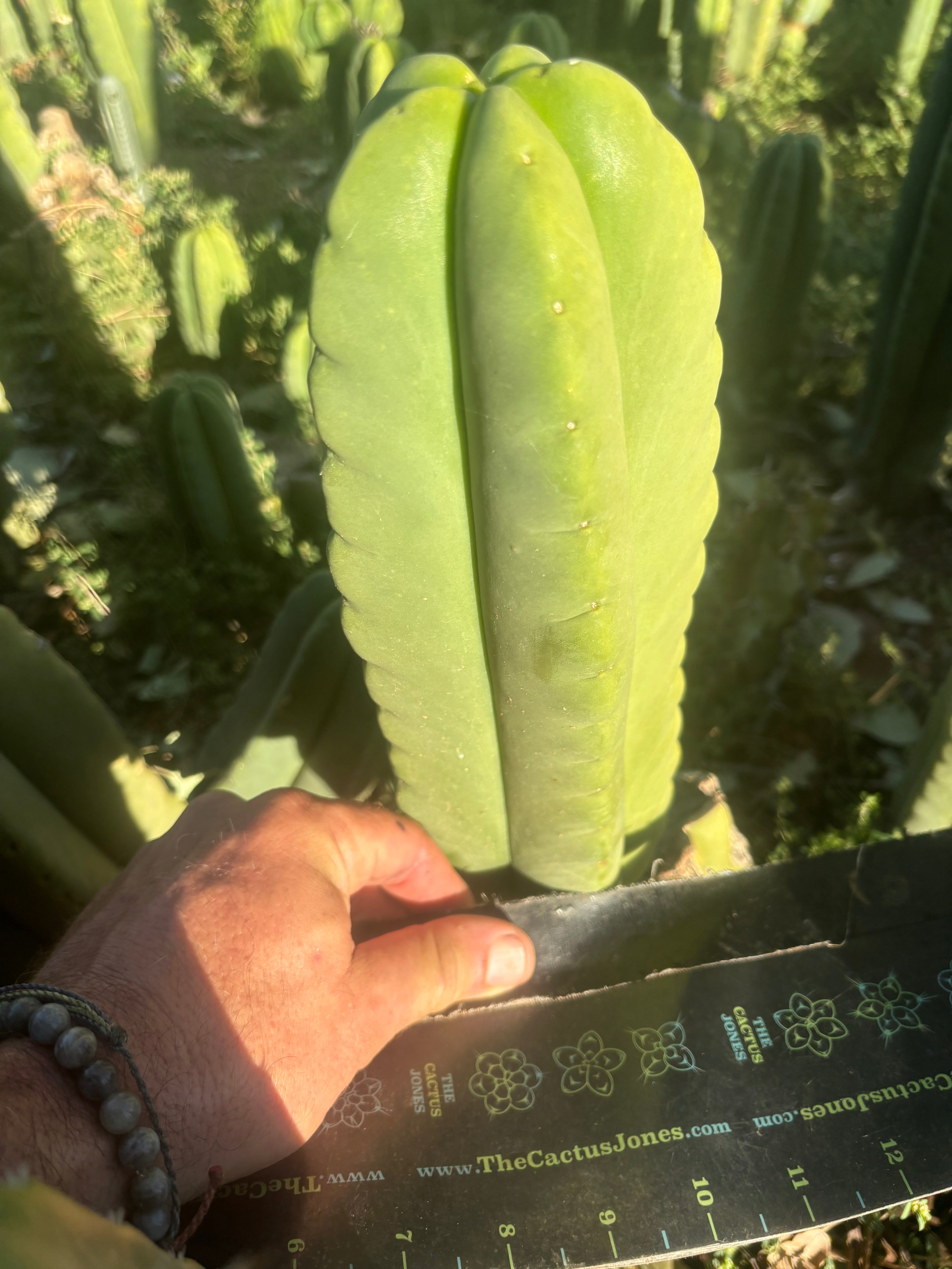 💎👑🌶️ Ferah — Fat 9” Tip