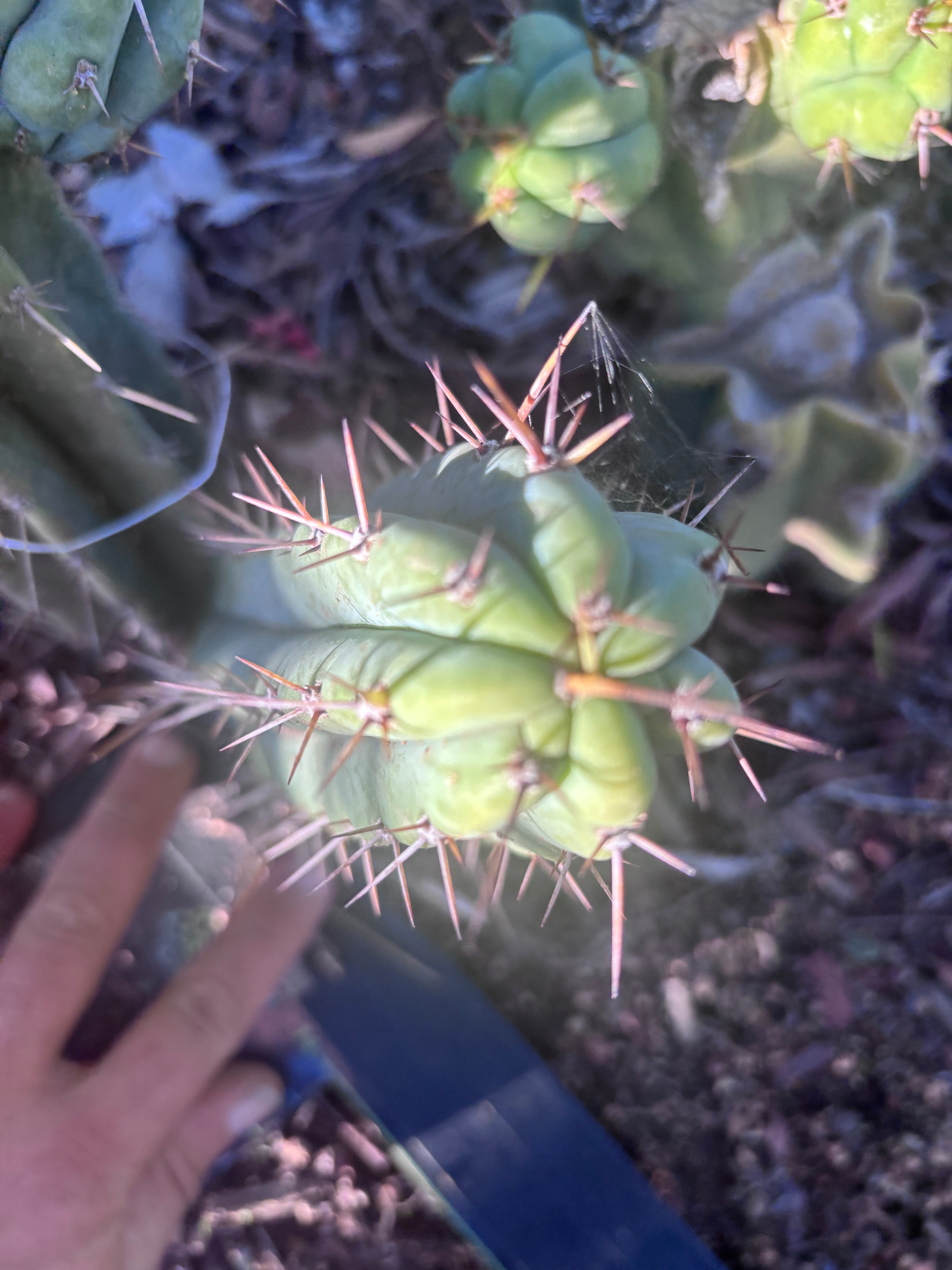 👑🌶️🌶️ Pala! — The Mid Week Pup